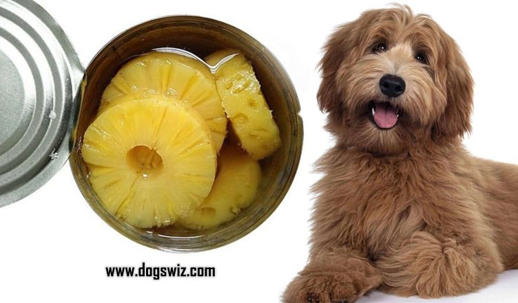 Can Dogs Eat Canned Pineapple? The Answer Is No, And Here Is Why…