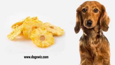 Can Dogs Eat Dried Pineapple? Yes! Here’s Why You Should Give Dried Pineapple to Dogs