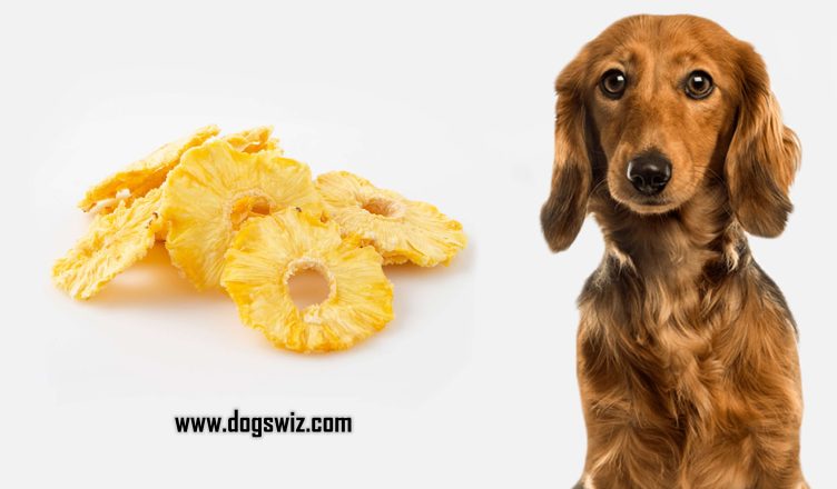 Can Dogs Eat Dried Pineapple? Yes! Here’s Why You Should Give Dried Pineapple to Dogs