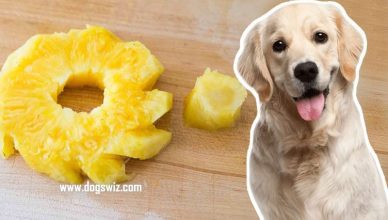 Can Dogs Eat Pineapple Core? Incredible Benefits And Tips for Feeding Pineapple Core to Dogs