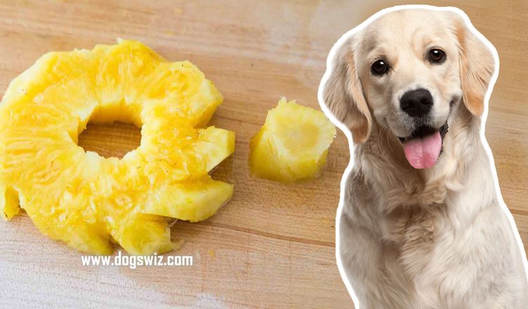 Can Dogs Eat Pineapple Core? Incredible Benefits And Tips for Feeding Pineapple Core to Dogs