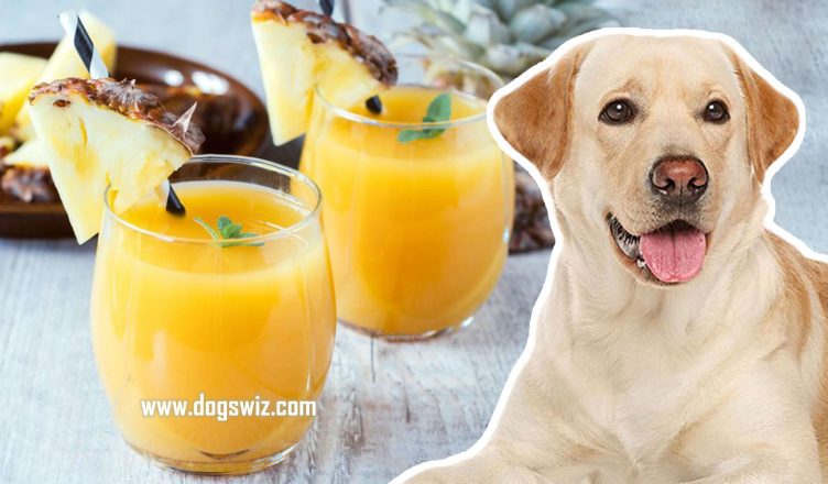 Can Dogs Drink Pineapple Juice? Yes! But Know These Things First…
