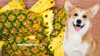 Can Dogs Eat Pineapple Skin? Yes, Here Are Best Ways to Feed Pineapple Skin to Dogs