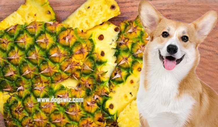 Can Dogs Eat Pineapple Skin? Yes, Here Are Best Ways to Feed Pineapple Skin to Dogs