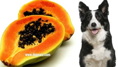 Can Dogs Eat Papaya? 5 Top Benefits of Feeding Papaya to Dogs
