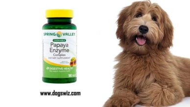 Can Dogs Eat Papaya Enzyme Tablets? Here’s Everything You Need To Know About This Amazing Dietary Supplement