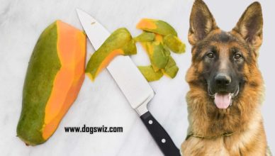 Can Dogs Eat Papaya Skin? Yes And No. Here’s Why!