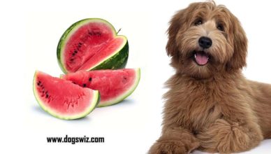Can Dogs Eat Watermelon? 6 Easy Ways You Can Feed Watermelon To Dogs