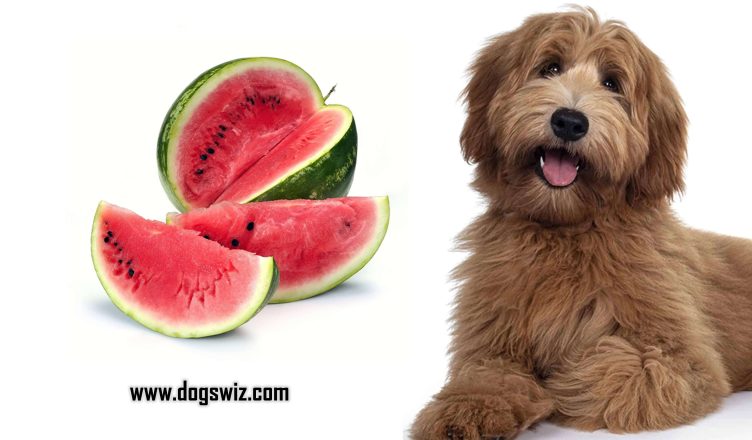 Can Dogs Eat Watermelon? 6 Easy Ways You Can Feed Watermelon To Dogs