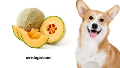 Can Dogs Eat Cantaloupe? Cantaloupe Nutrition and Health Benefits For Dogs