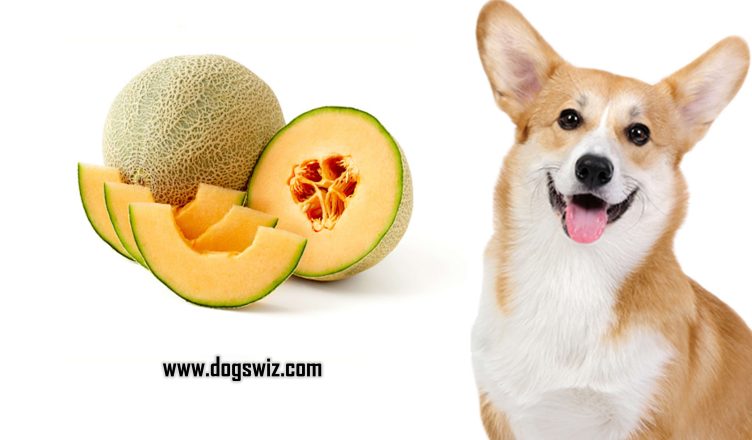 Can Dogs Eat Cantaloupe? Cantaloupe Nutrition and Health Benefits For Dogs