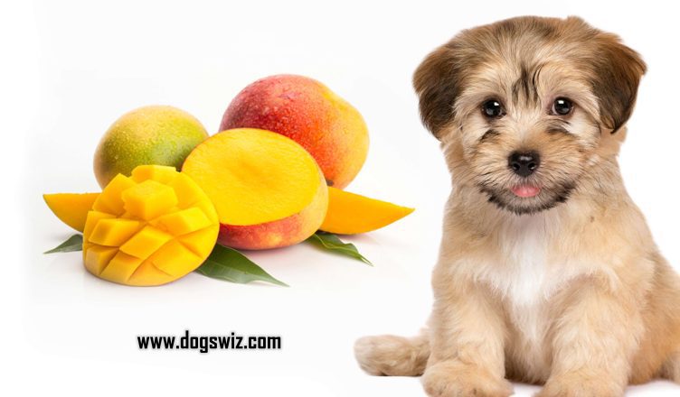 Can Dogs Eat Mangoes? Yes, Here Are 5 Ways You Can Safely Serve Mangoes to Dogs