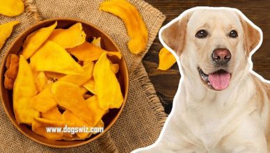 Can Dogs Eat Dried Mangoes? Yes! But Not Always. Here’s Everything You Need To Know