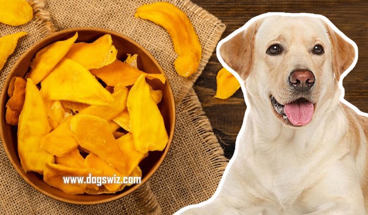 Can Dogs Eat Dried Mangoes? Yes! But Not Always. Here’s Everything You Need To Know