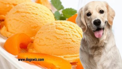 Can Dogs Eat Mango Ice Cream? Why You Should Not Overfeed Mango Ice Cream to Dogs