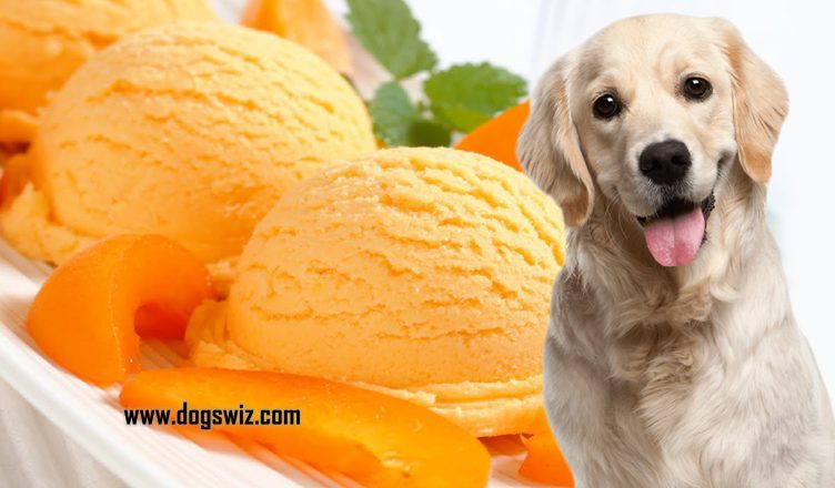 Can Dogs Eat Mango Ice Cream? Why You Should Not Overfeed Mango Ice Cream to Dogs