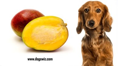 Can Dogs Eat Mango Pits? Yes, But They Shouldn’t. Here’s Why Mango Pits Can Be Harmful to Dogs