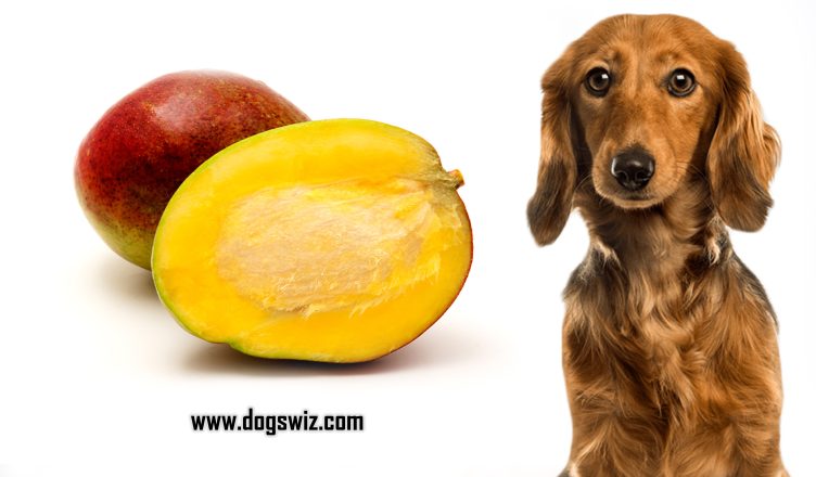 Can Dogs Eat Mango Pits? Yes, But They Shouldn’t. Here’s Why Mango Pits Can Be Harmful to Dogs