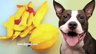 Can Dogs Eat Mango Skin? Yes, But Know These Health Hazards First!