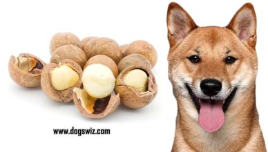 Can Dogs Eat Macadamia Nuts? No. Here’s Why You Should Stop Giving Your Pet Maca-Nuts