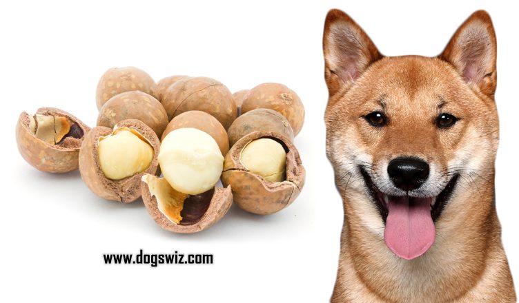 Can Dogs Eat Macadamia Nuts? No. Here’s Why You Should Stop Giving Your Pet Maca-Nuts