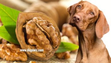 Can Dogs Eat Walnuts? 5 Points To Consider When Feeding Walnuts to Dogs