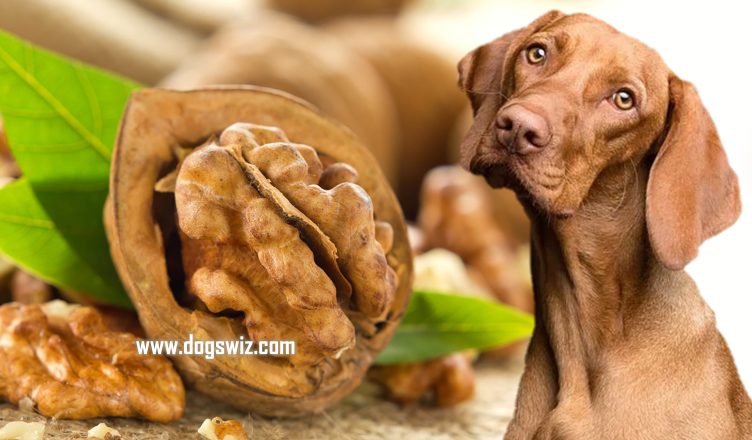 Can Dogs Eat Walnuts? 5 Points To Consider When Feeding Walnuts to Dogs
