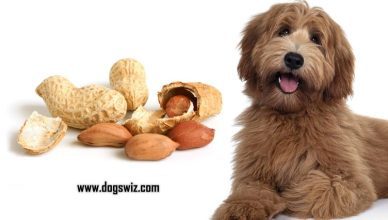 Can Dogs Eat Peanuts? What You Must Know Before Giving Your Dog A Taste Of Peanut