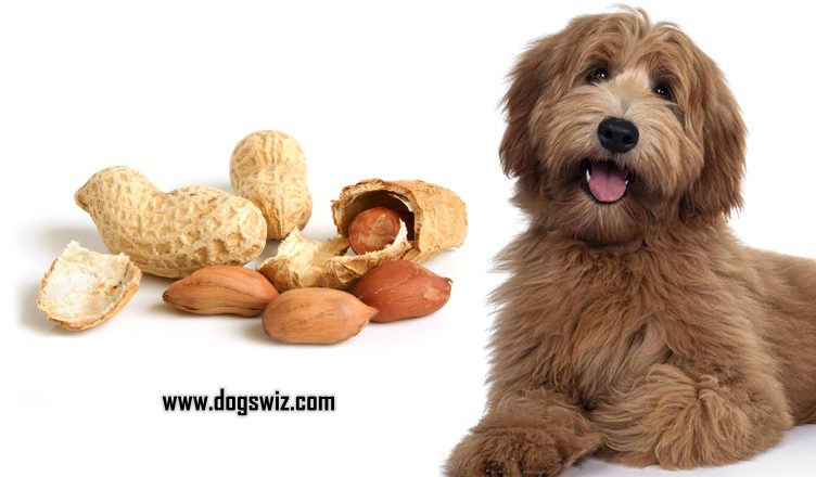 Can Dogs Eat Peanuts? What You Must Know Before Giving Your Dog A Taste Of Peanut