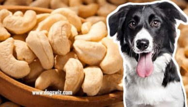 Can Dogs Eat Cashews? Yes. Here’s All The Nutritional Information You Must Know About Cashews In Dogs’ Diet