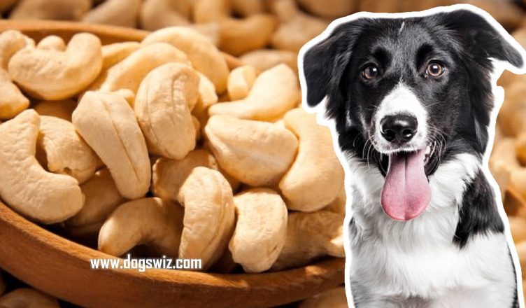 Can Dogs Eat Cashews? Yes. Here’s All The Nutritional Information You Must Know About Cashews In Dogs’ Diet