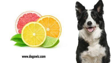 Can Dogs Eat Citrus? Yes, But You Must Know This First