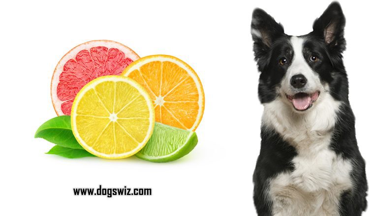 Can Dogs Eat Citrus? Yes, But You Must Know This First