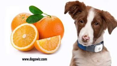 Can Dogs Eat Oranges? Here’s How You Can Start Feeding Your Dog Oranges Today!