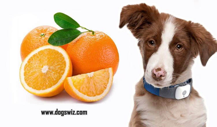 Can Dogs Eat Oranges? Here’s How You Can Start Feeding Your Dog Oranges Today!