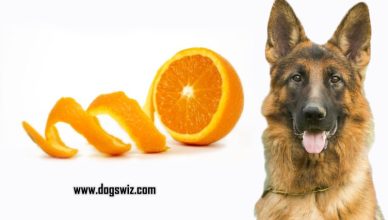 Can Dogs Eat Orange Peels? The Problem With Orange Peels For Dog’s Health: Explained