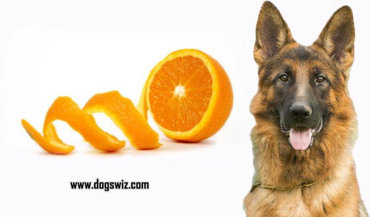 Can Dogs Eat Orange Peels? The Problem With Orange Peels For Dog’s Health: Explained