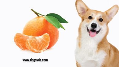 Can Dogs Eat Mandarins? Or Are They Toxic? Let’s Find Out