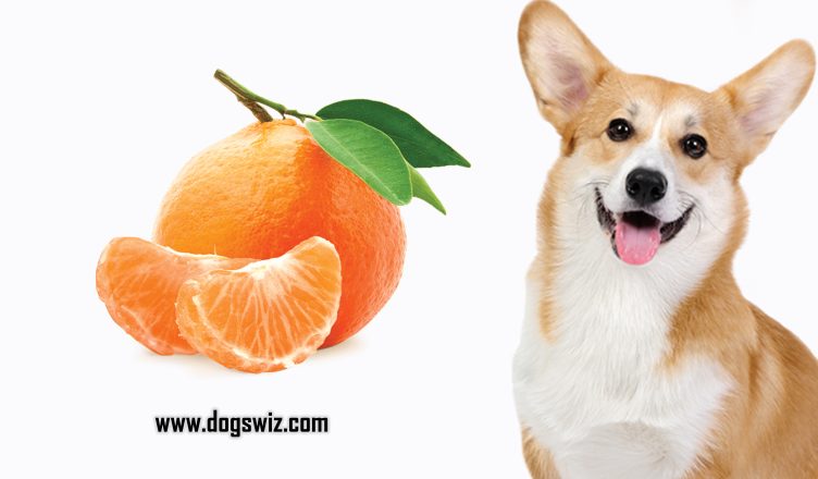 Can Dogs Eat Mandarins? Or Are They Toxic? Let’s Find Out