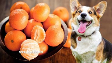 Can Dogs Eat Tangerines? Everything You Need To Know About Tangerines For Dogs