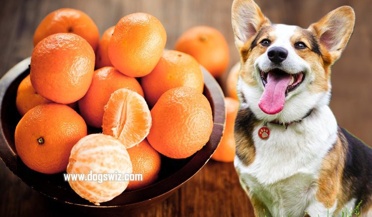 Can Dogs Eat Tangerines? Everything You Need To Know About Tangerines For Dogs