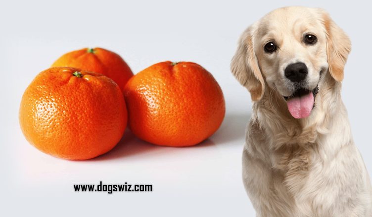 Can Dogs Eat Clementines? All You Need To Know About Feeding Clementines To Your Dog