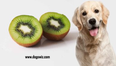 Can Dogs Eat Kiwi? 7 Nutritional Benefits of Feeding Kiwi to Dogs