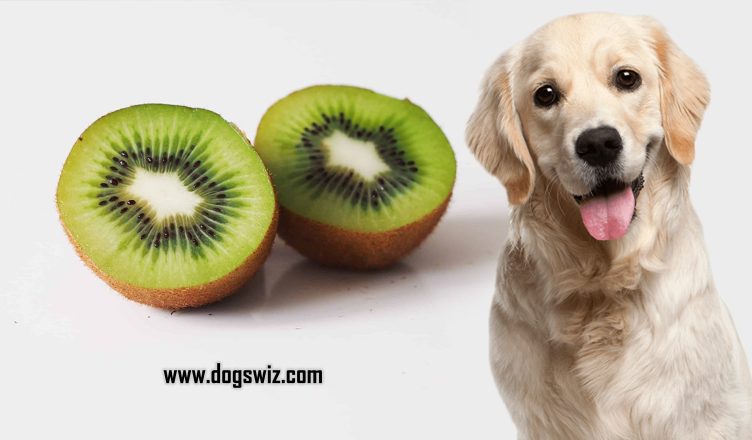 Can Dogs Eat Kiwi? 7 Nutritional Benefits of Feeding Kiwi to Dogs