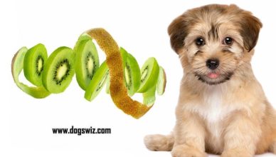 Can Dogs Eat Kiwi Skin? The Answer Is Yes, But You Should Know This First!