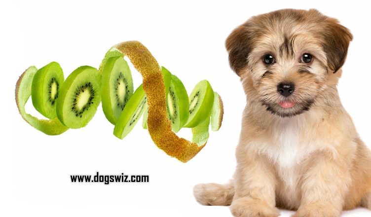Can Dogs Eat Kiwi Skin? The Answer Is Yes, But You Should Know This First!