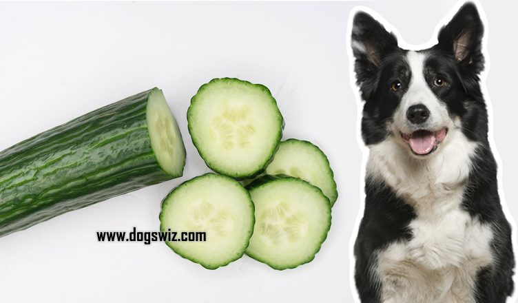 Can Dogs Eat Cucumbers? Everything You Need to Know About This Super-Healthy Vegetable