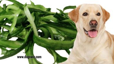 Can Dogs Eat Cucumber Skin? A Comprehensive Guide to Feeding Cucumber Skin for Dogs