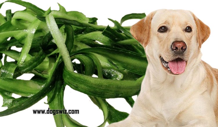 Can Dogs Eat Cucumber Skin? A Comprehensive Guide to Feeding Cucumber Skin for Dogs