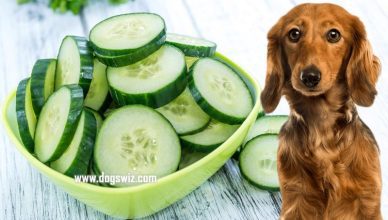 Are Raw Cucumbers Good for Dogs? Yes! Here’s How You Can Choose Right Cucumbers for Dogs